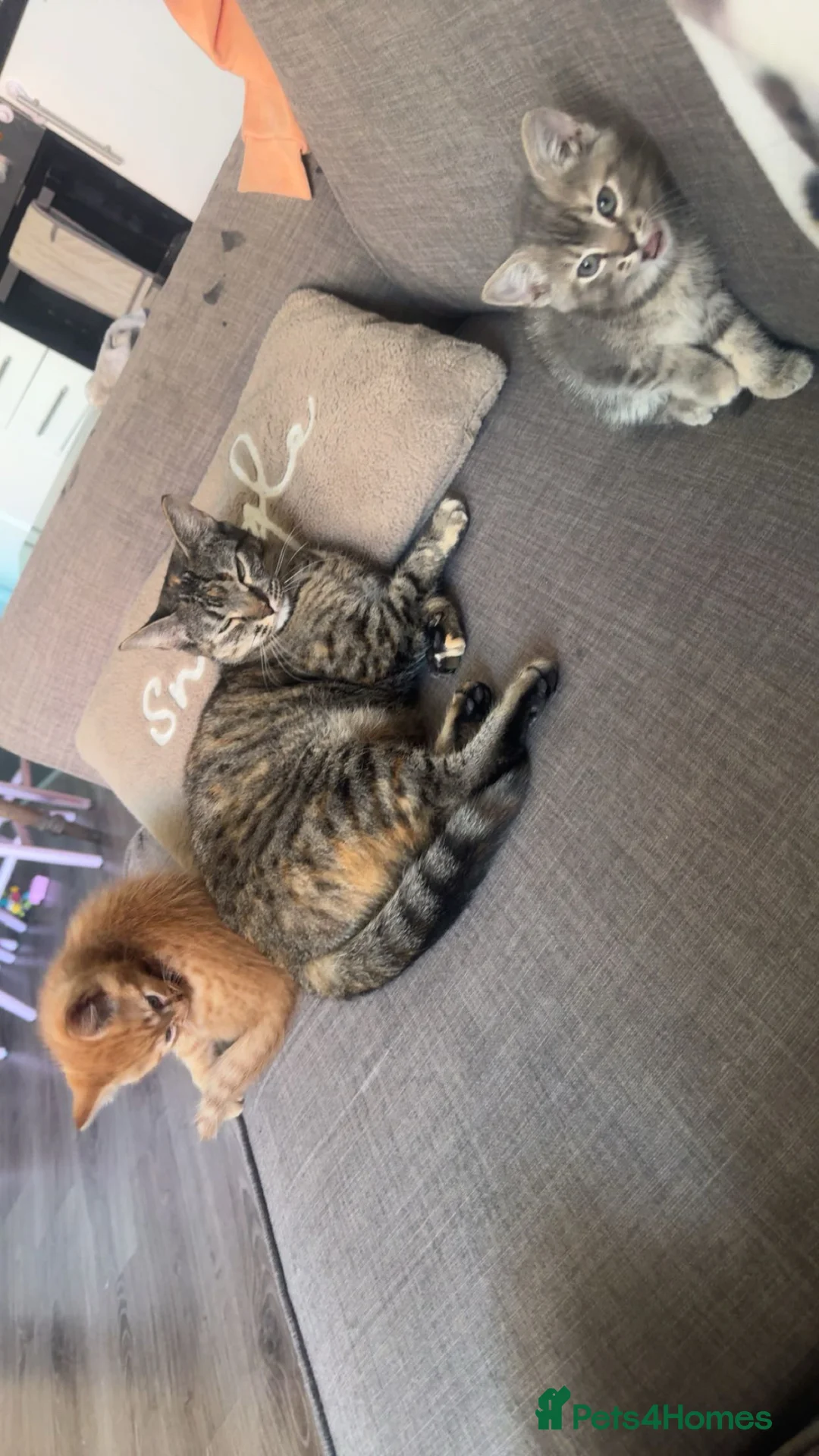 Mixed Breed cats for sale: Gorgeous little ginger boy - Advert 1