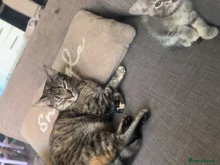 Mixed Breed cats Gorgeous little ginger boy - Advert 3