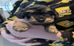 Toy Poodle dogs for sale: Gorgeous Toy Poodle Puppies - Advert 9