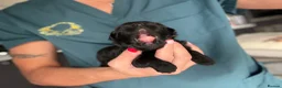 Shih Tzu dogs for sale: Shihtzu-Poodle mix Toy shihpoo puppies  - Advert 11