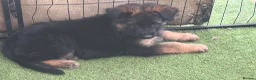 German Shepherd dogs for sale: German shepherd puppies - Advert 15