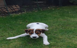 Mixed Breed dogs for sale: Parson Russell Jack Russell Hybrid Puppy  - Image 3