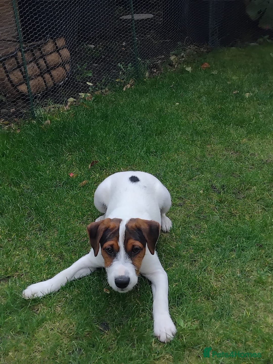 Mixed Breed dogs for sale: Parson Russell Jack Russell Hybrid Puppy  - Image 3