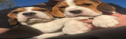 Beagle dogs for sale: Stunning KC beagles leave this weekend! - Advert 9