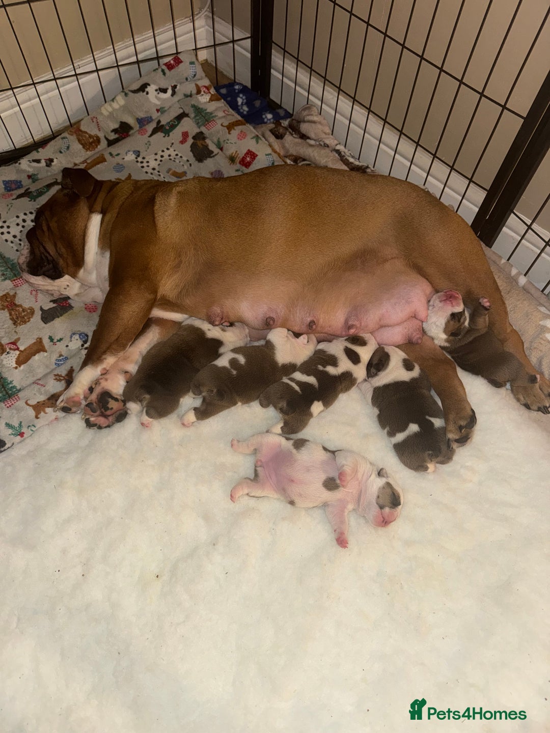 English Bulldog dogs for sale: Stunning English bulldog puppies  - Advert 32