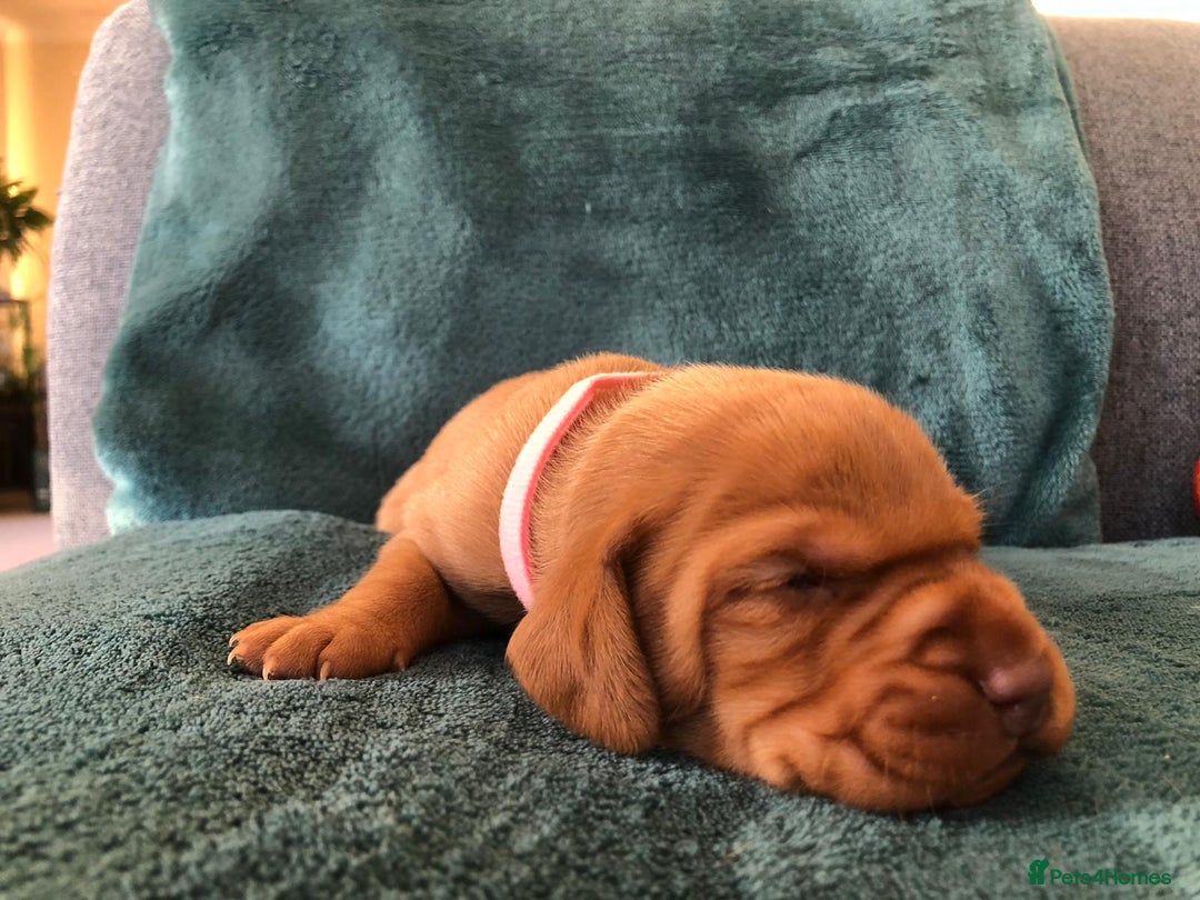 Hungarian Vizsla dogs for sale: Playfull and cheeky hungarian vizsla puppies  - Advert 40
