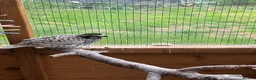 Quail poultry for sale: Snowflake Bobwhite Quail  - Advert 4