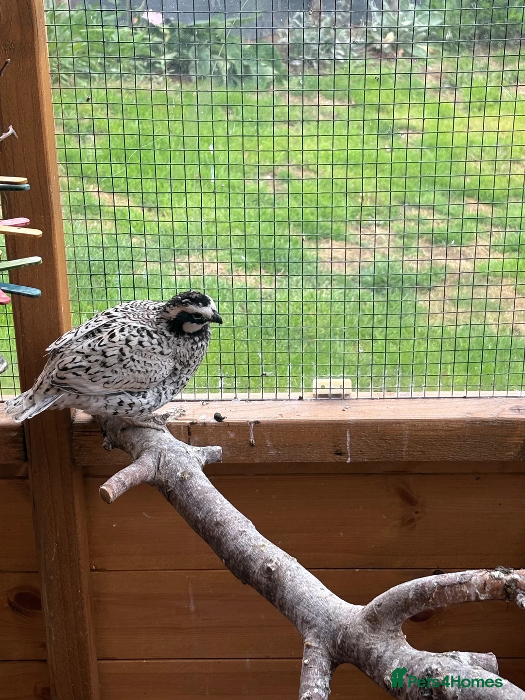 Quail poultry for sale: Snowflake Bobwhite Quail  - Advert 4