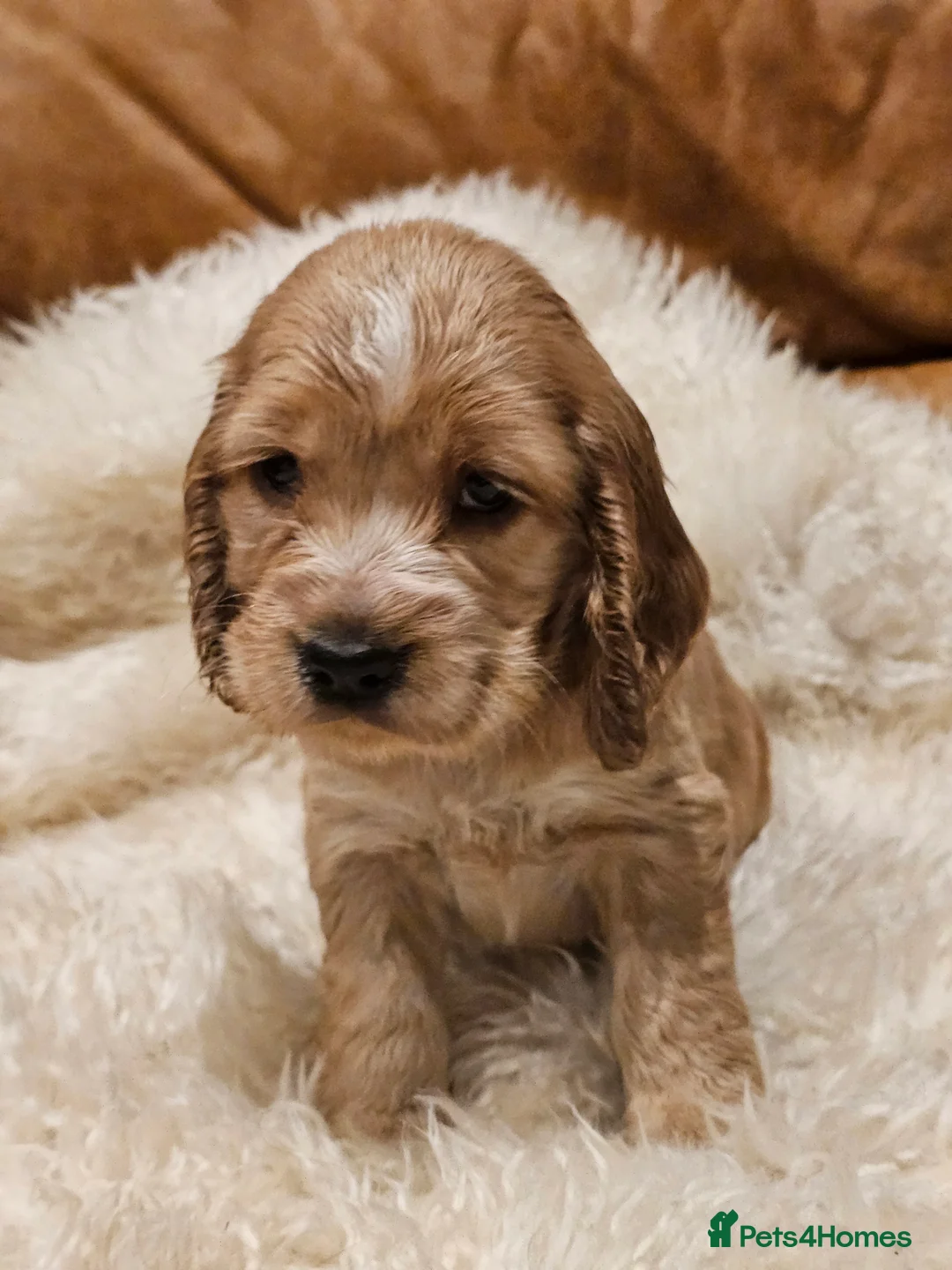 Cocker Spaniel dogs for sale: 5* Show Type Cocker Spaniels Villaspaniol Lines - Advert 28