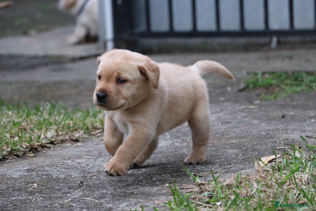 Labrador Retriever dogs for sale: KC labrador Retriever Puppies - Image 4