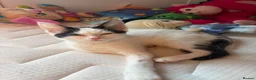 Maine Coon cats for sale: Two bonded kittens  - Advert 2