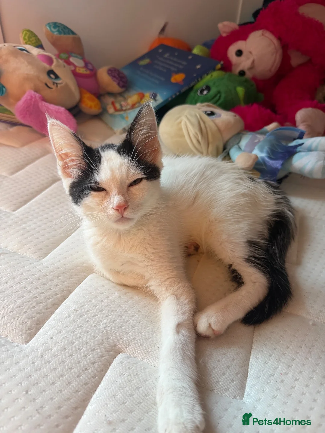 Maine Coon cats for sale: Two bonded kittens  - Advert 2