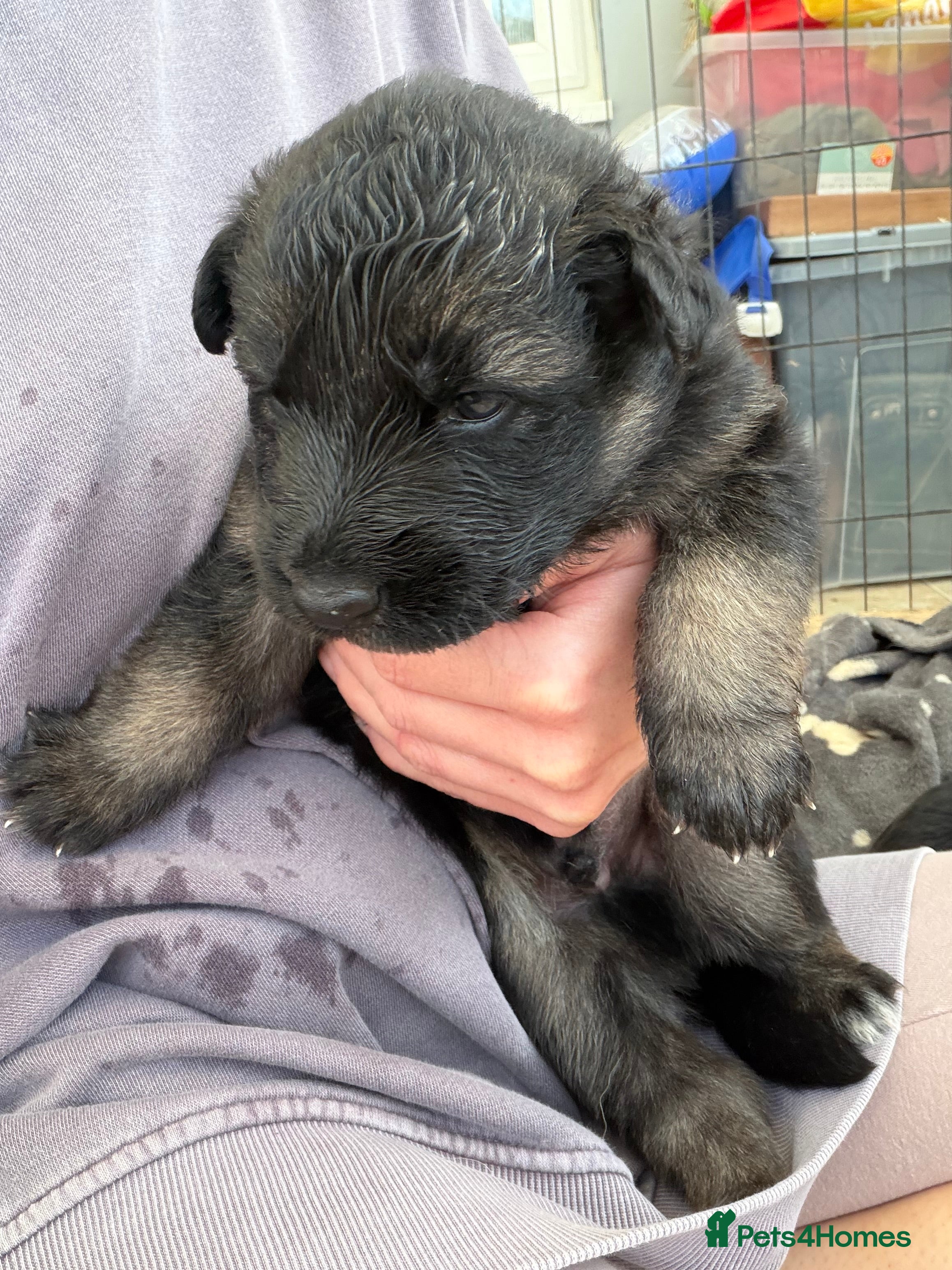 German Shepherd dogs Short haired German shepherd puppies  - Advert 2