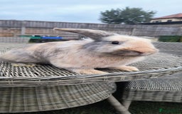 Mini Lop rabbits for sale: Mini lop *PLEASE READ* - Image 1