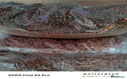 Cichlids fish for sale: Professional tropical aquarium set up - Image 13