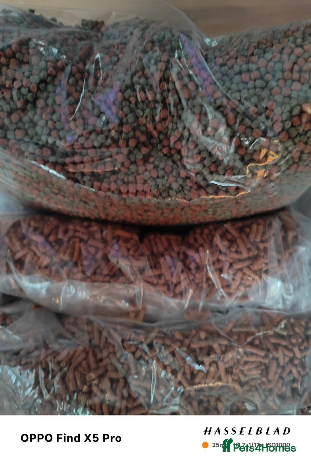 Cichlids fish for sale: Professional tropical aquarium set up - Image 13