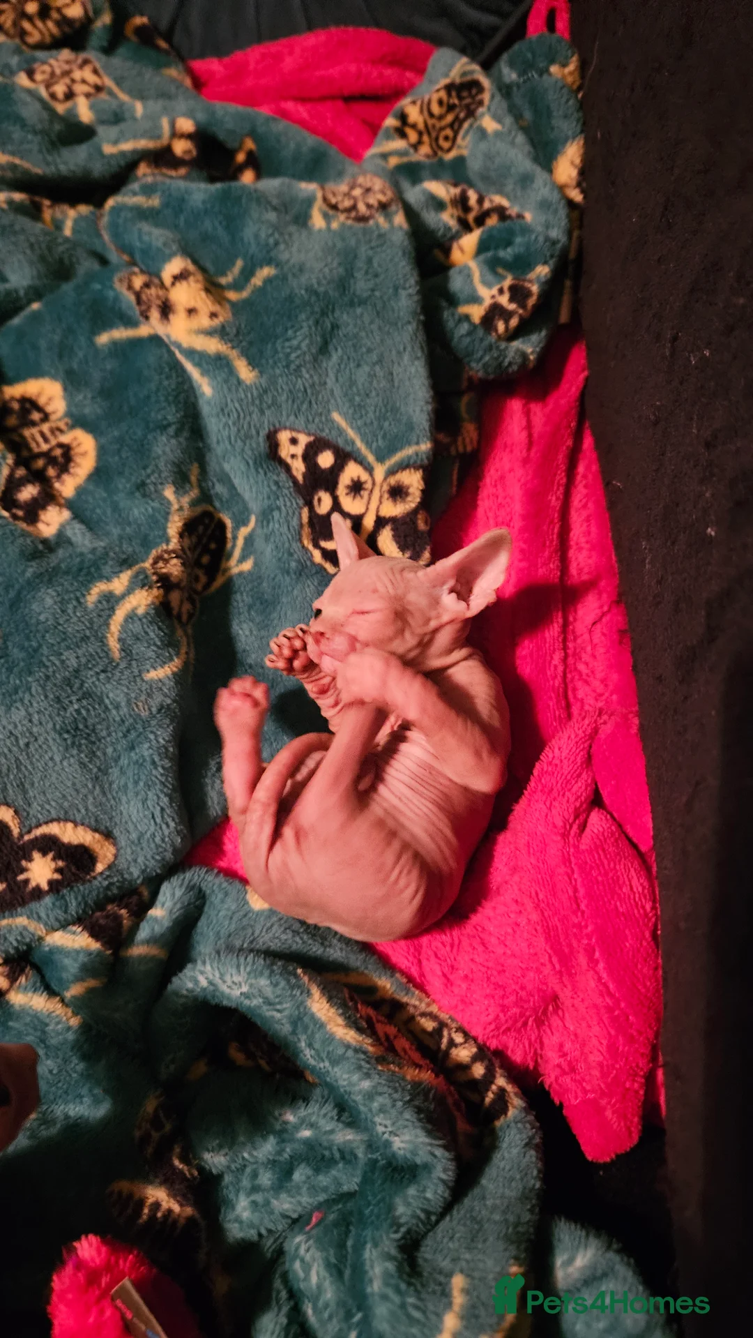 Sphynx cats for sale: Sphynx kittens for sale - Advert 26