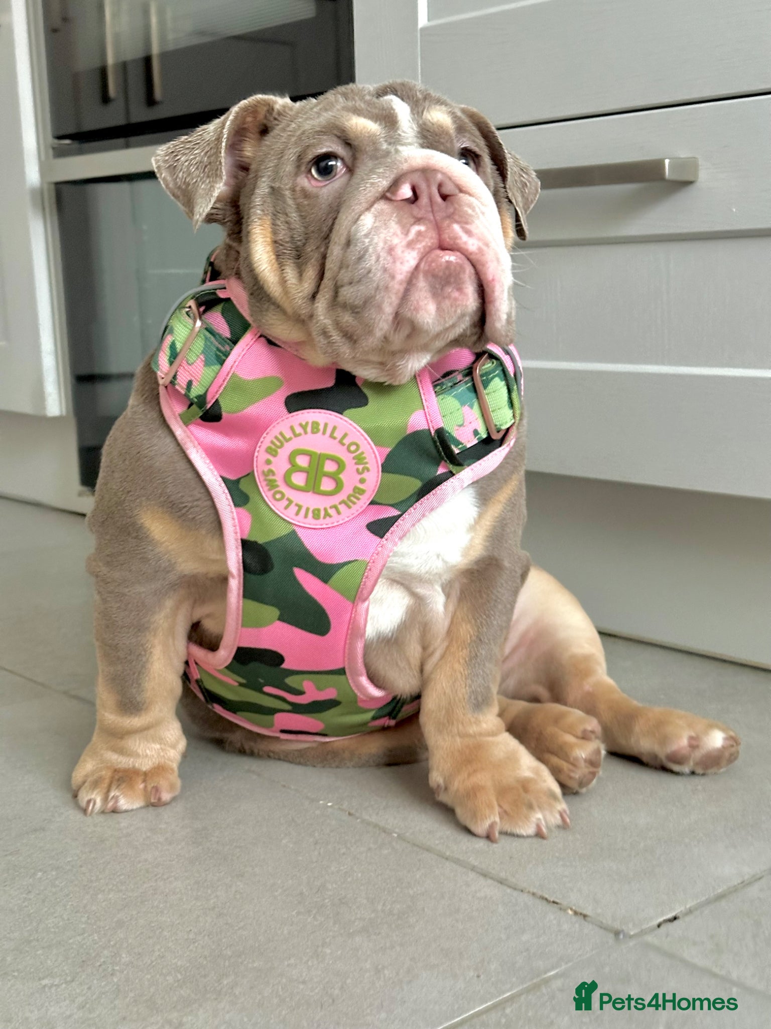 English Bulldog dogs for sale: 14 months old English Bulldog and 7 months old gir - Advert 6