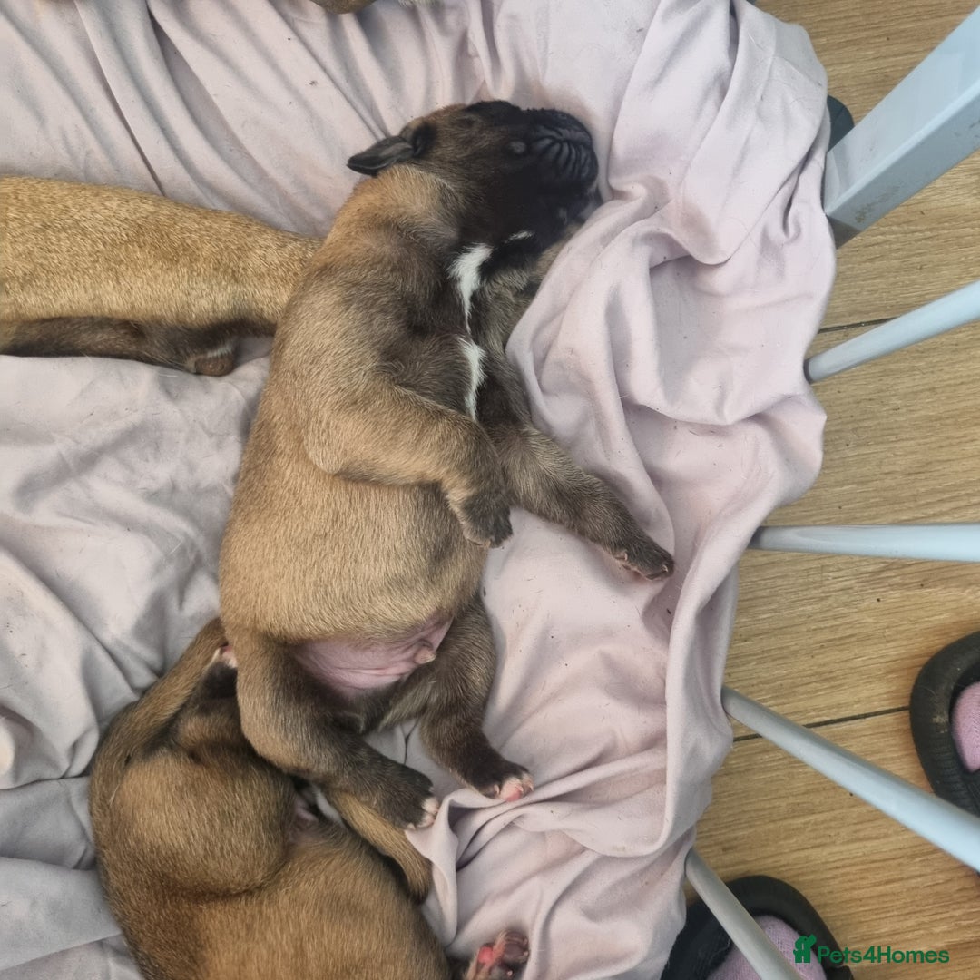 Great Dane dogs for sale: Fawn black mask - Image 18