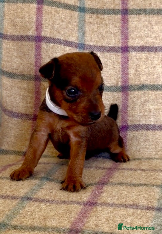 Lakeland Terrier dogs 6 Red/Red Grizzle Working Lakeland Terriers - Advert 1