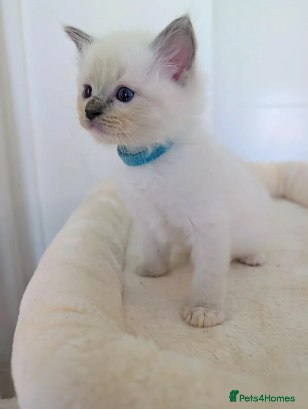 Ragdoll cats for sale: Ragdoll Kittens - Advert 2
