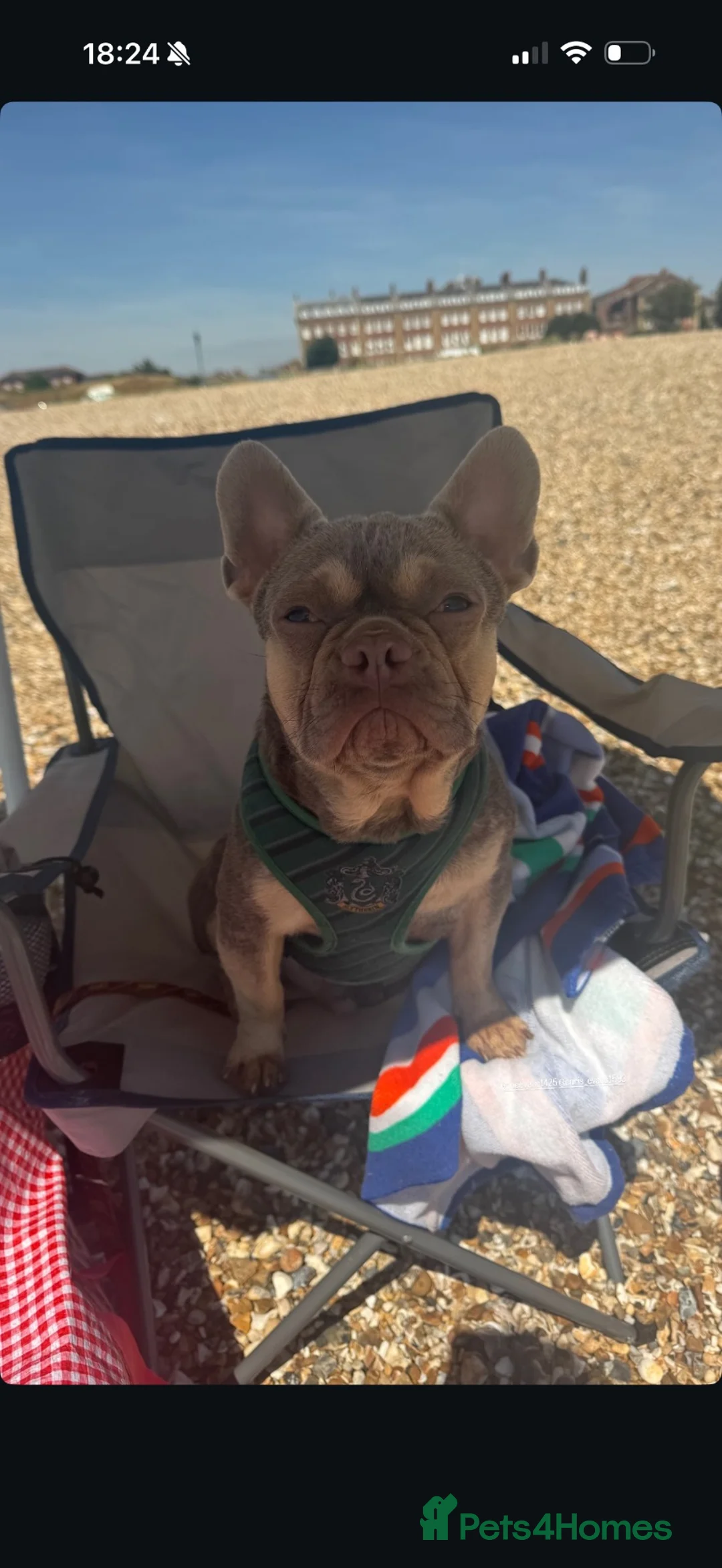 French Bulldog dogs for sale: French bulldog  in Cirencester - Advert 1