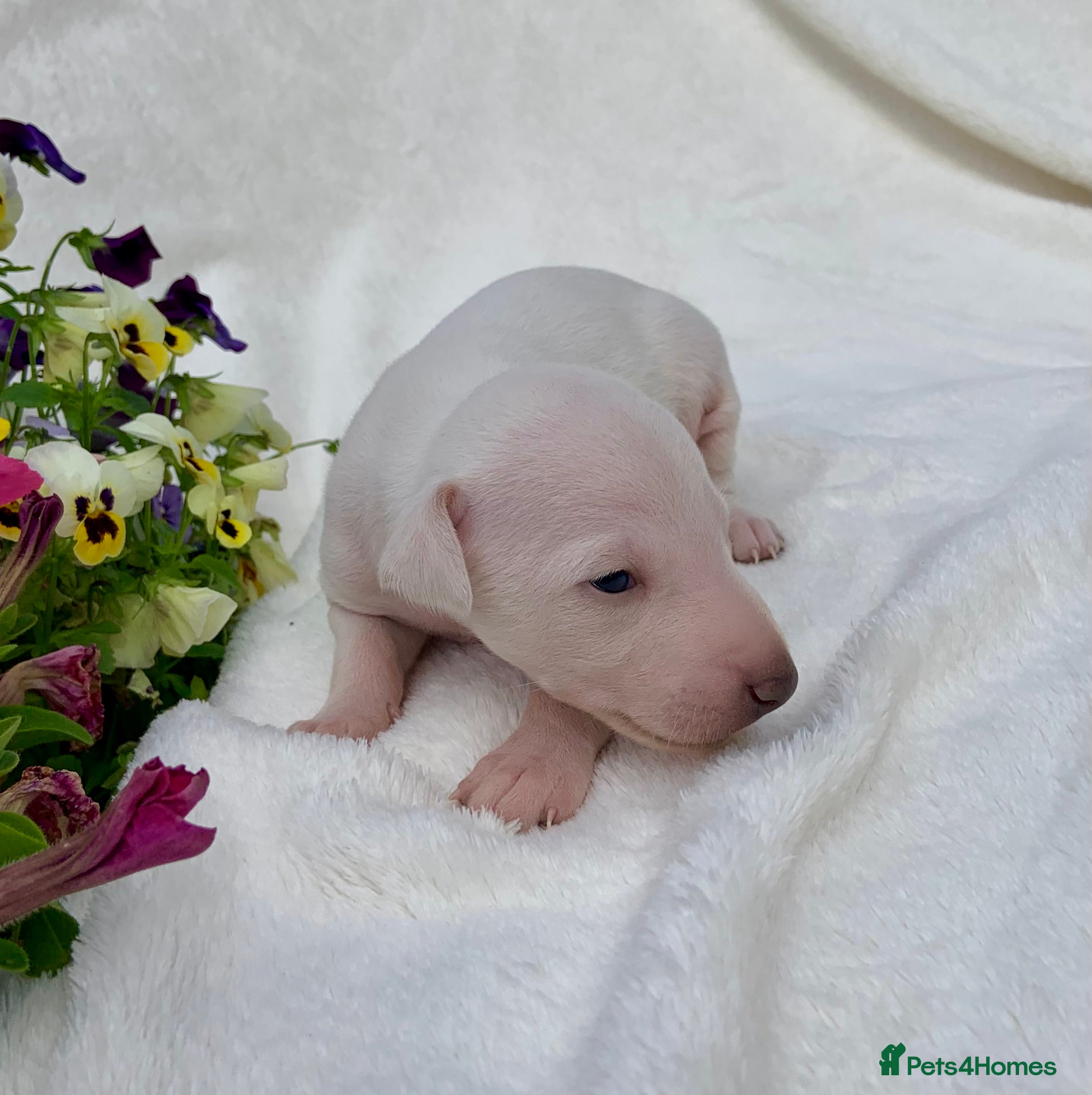 Italian Greyhound dogs KC Italian greyhound puppies East. Europ lineage - Advert 4
