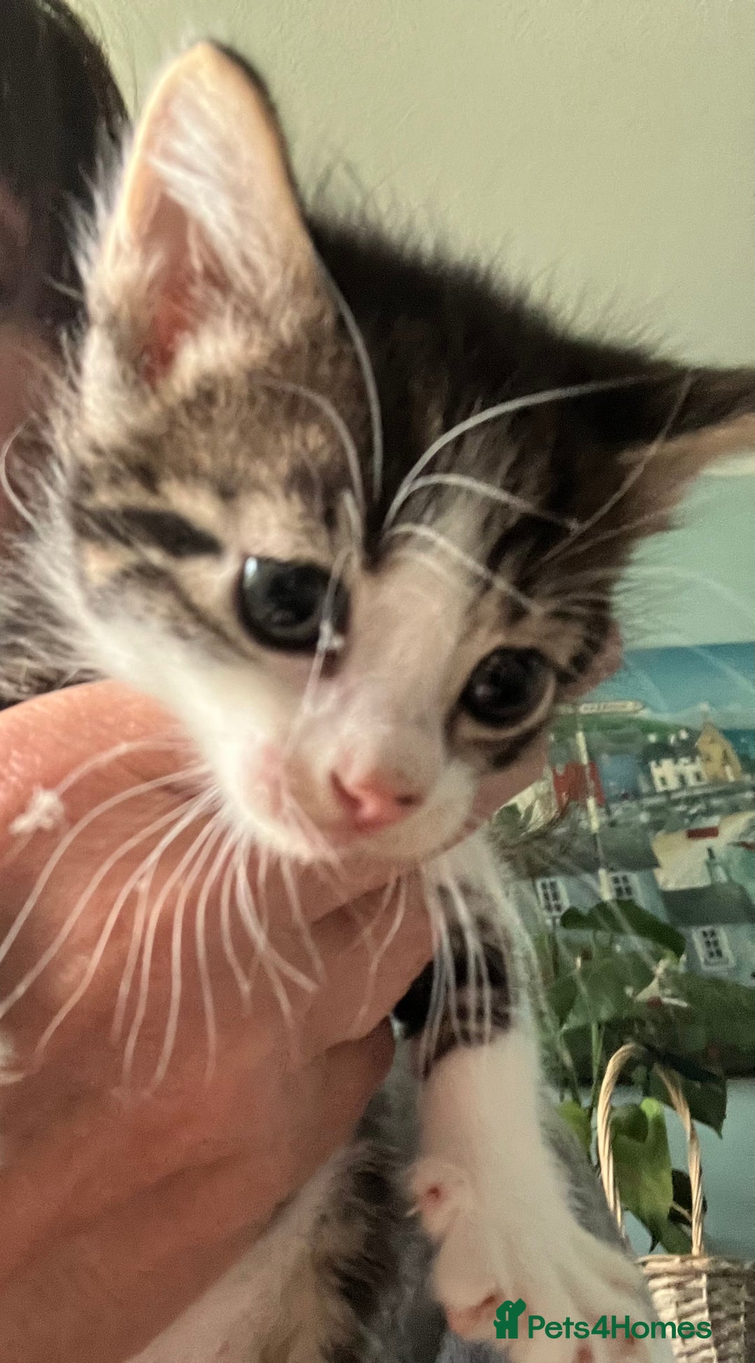 Mixed Breed cats for sale: 3 gorgeous Toms for sale - Image 12