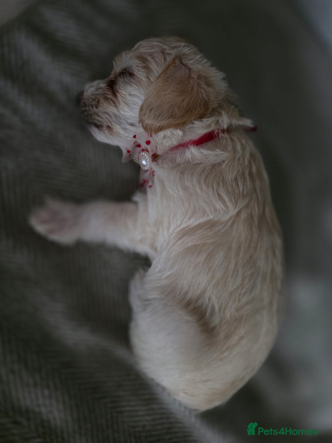 Yorkiepoo dogs for sale: 6 beautiful Yorkiepoo puppies , 5 girls and 1 boy  - Image 10