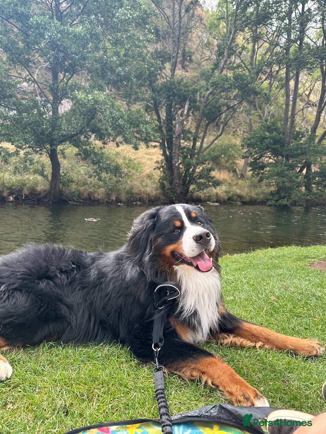 Bernese Mountain Dog dogs for stud: Handsome KC-Registered Bernese Mountain Dog  - Advert 13