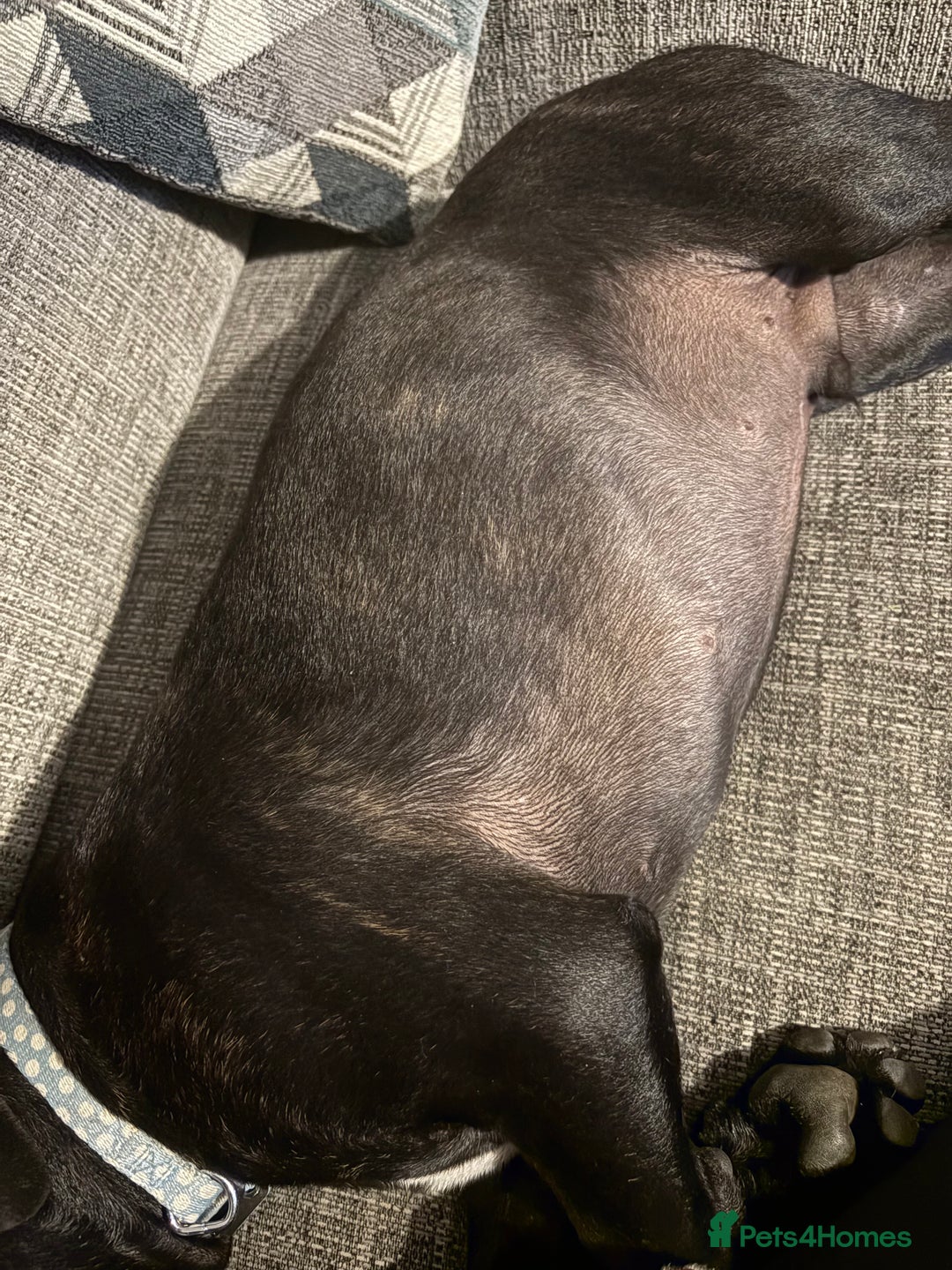 Staffordshire Bull Terrier dogs for sale: Stafford bull terrier - Image 5