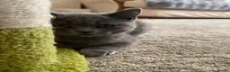 British Shorthair cats for sale: Last Exclusive Pedigree British Shorthair Girl in Bournemouth - Advert 14