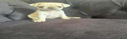 Pug dogs for sale: Pug Puppies - Advert 18