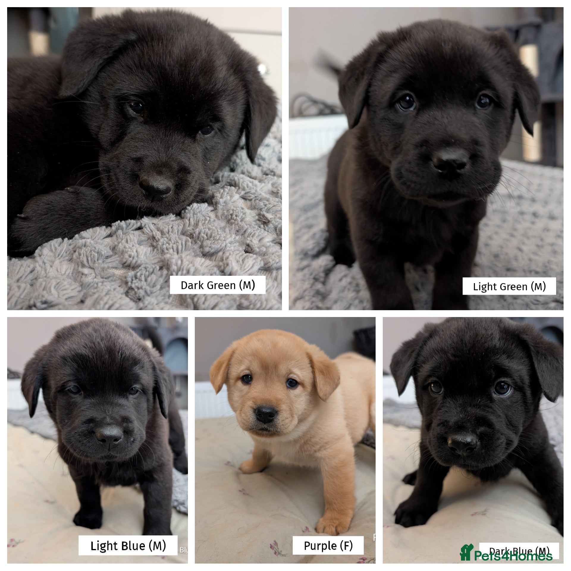 Mixed Breed dogs ❗ Only 5 left ❗- Chow Chow x Labrador pups  - Advert 17