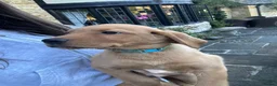 Labrador Retriever dogs for sale: ⭐️READY TO LEAVE NOW kcregistered Labrador puppies - Advert 16