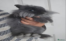 Lionhead rabbits for sale: Beautiful Blue Lion Head Boy - Advert 3