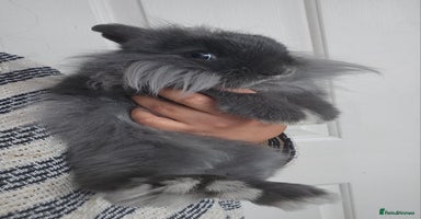 Lionhead rabbits Beautiful Blue Lion Head Boy - Advert 3