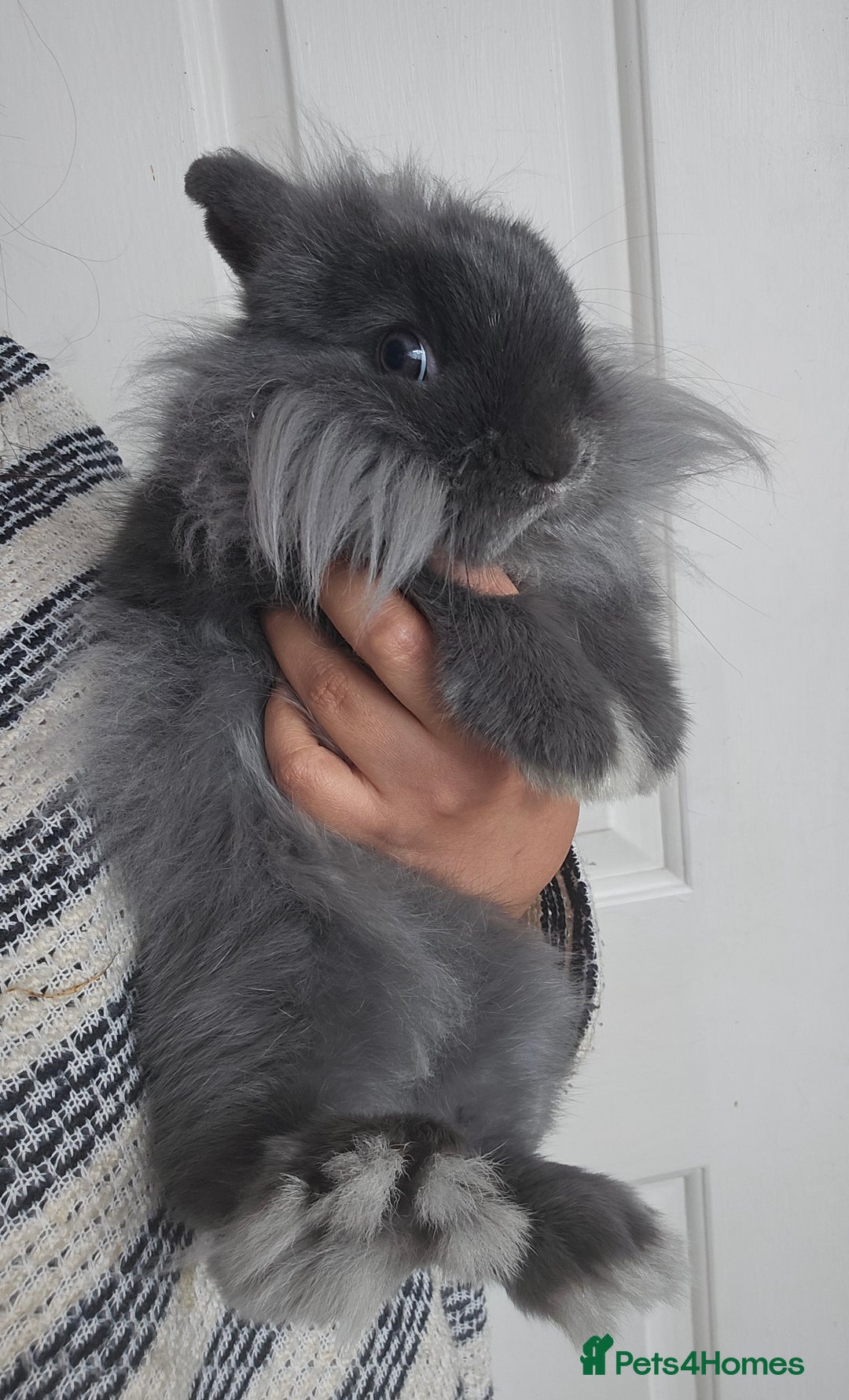 Lionhead rabbits for sale: Beautiful Blue Lion Head Boy - Advert 3