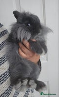 Lionhead rabbits Beautiful Blue Lion Head Boy - Advert 3