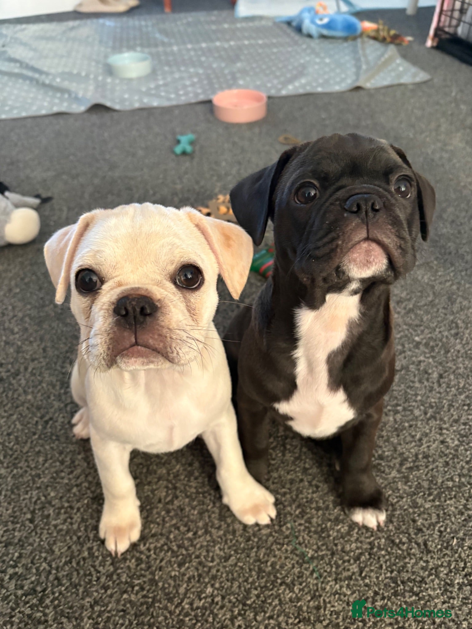 Frug dogs Frug puppy’s 🐶READY NOW - Advert 1