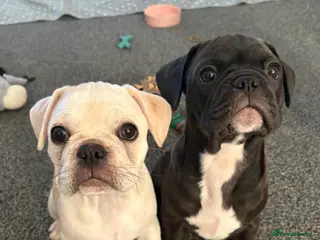 Frug dogs Frug puppy’s 🐶READY NOW - Advert 1