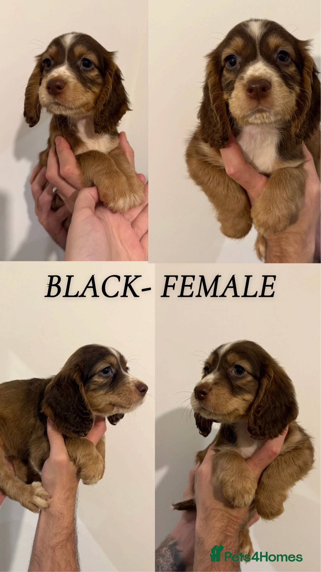 Sprocker dogs for sale: Sprocker puppies ready next week !  - Image 6
