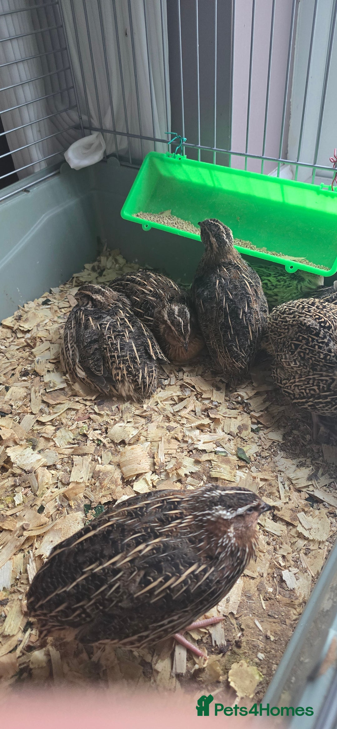 Quail poultry for sale: 9 quail male for sale - Advert 2