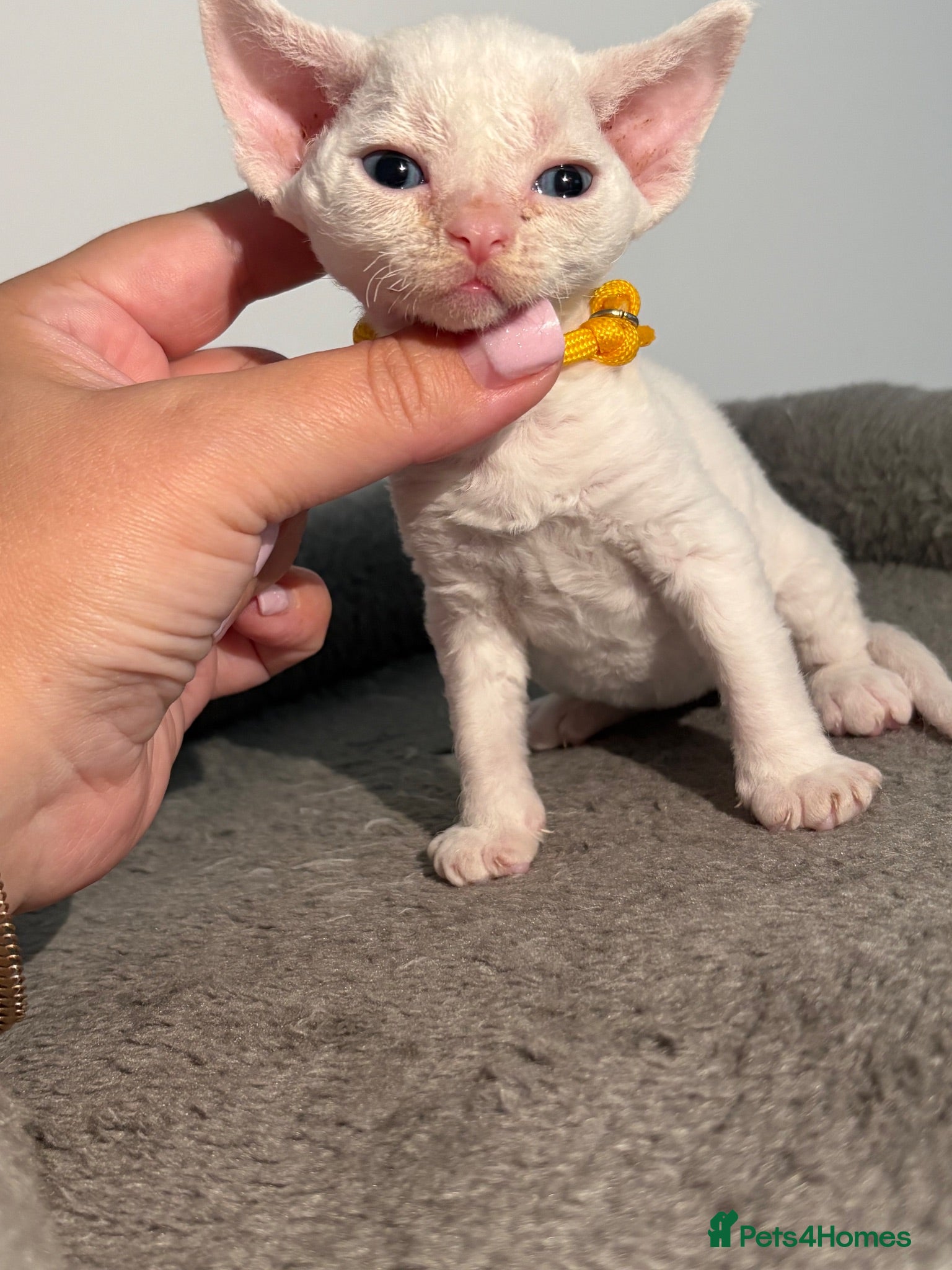 Devon Rex cats 😻 Devon rex Kittens available 😻❤️ - Advert 1