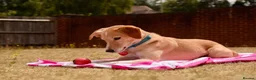 Mixed Breed dogs for adoption: Maple is ready for her forever family!  in Swindon - Advert 3