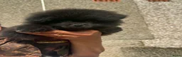 Pomeranian dogs for sale: Gorgeous Pomeranian Puppies in Morecambe - Advert 11