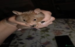 Hamster rodents for sale: 6months old friendly male hamster "billy" - Image 2