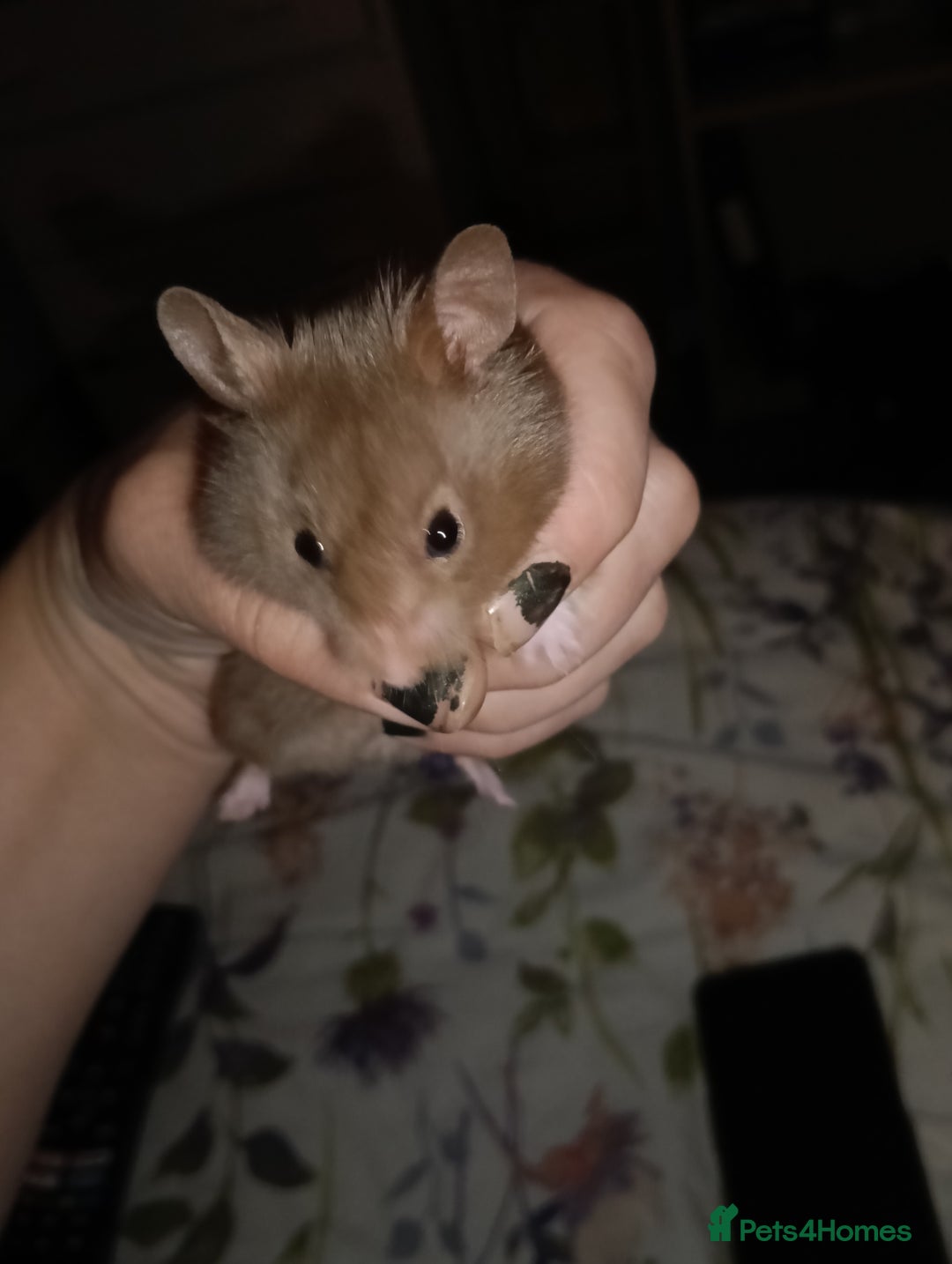 Hamster rodents for sale: 6months old friendly male hamster "billy" - Image 2