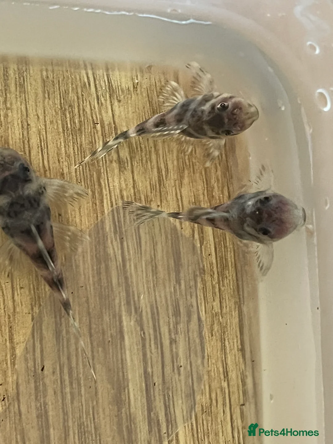 Plecos fish for sale: L333 Gurupa Rare! 9 adults. Pairs also available.  - Advert 9