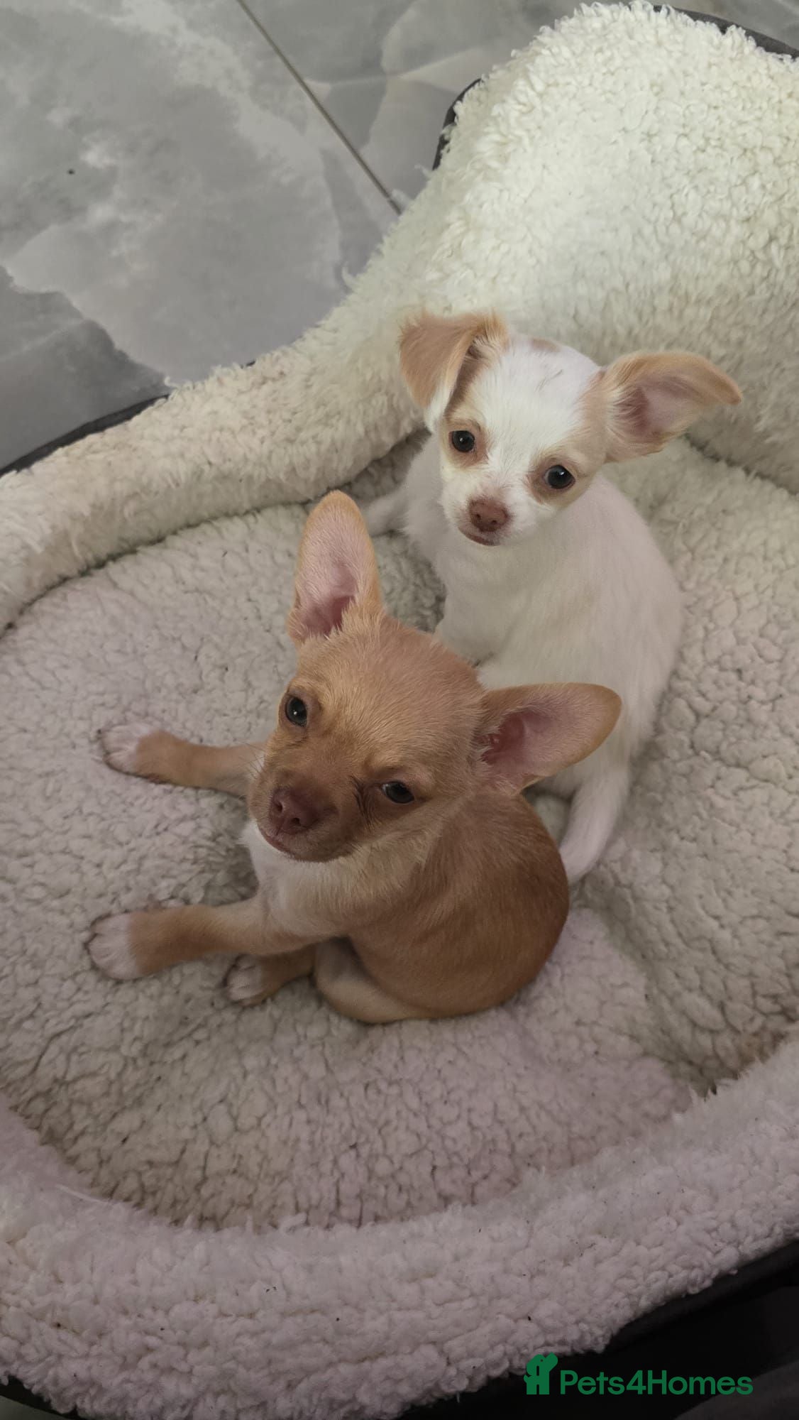 Chihuahua dogs  **  chihuahuas  - Advert 16